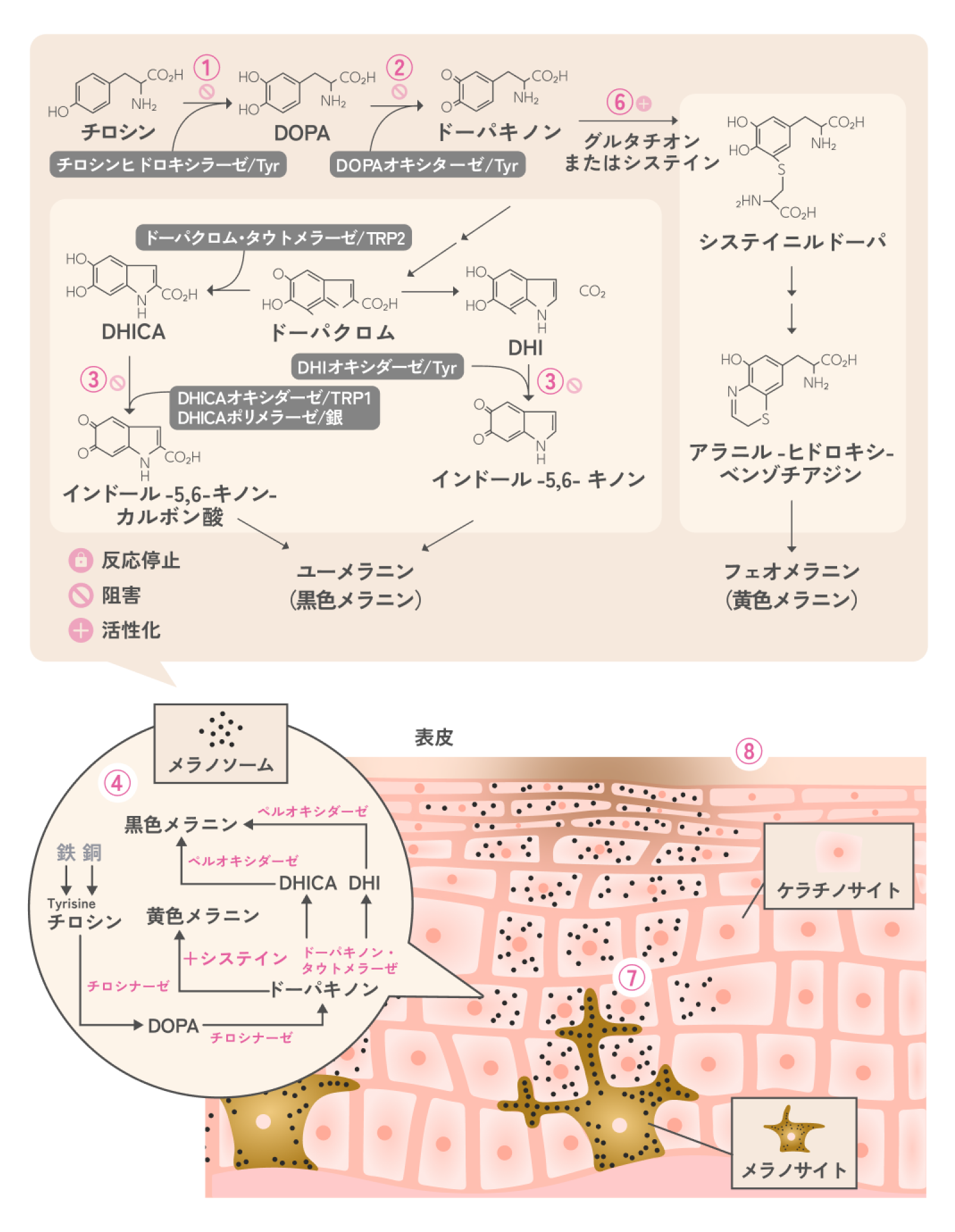 メラニン形成経路に対する効果