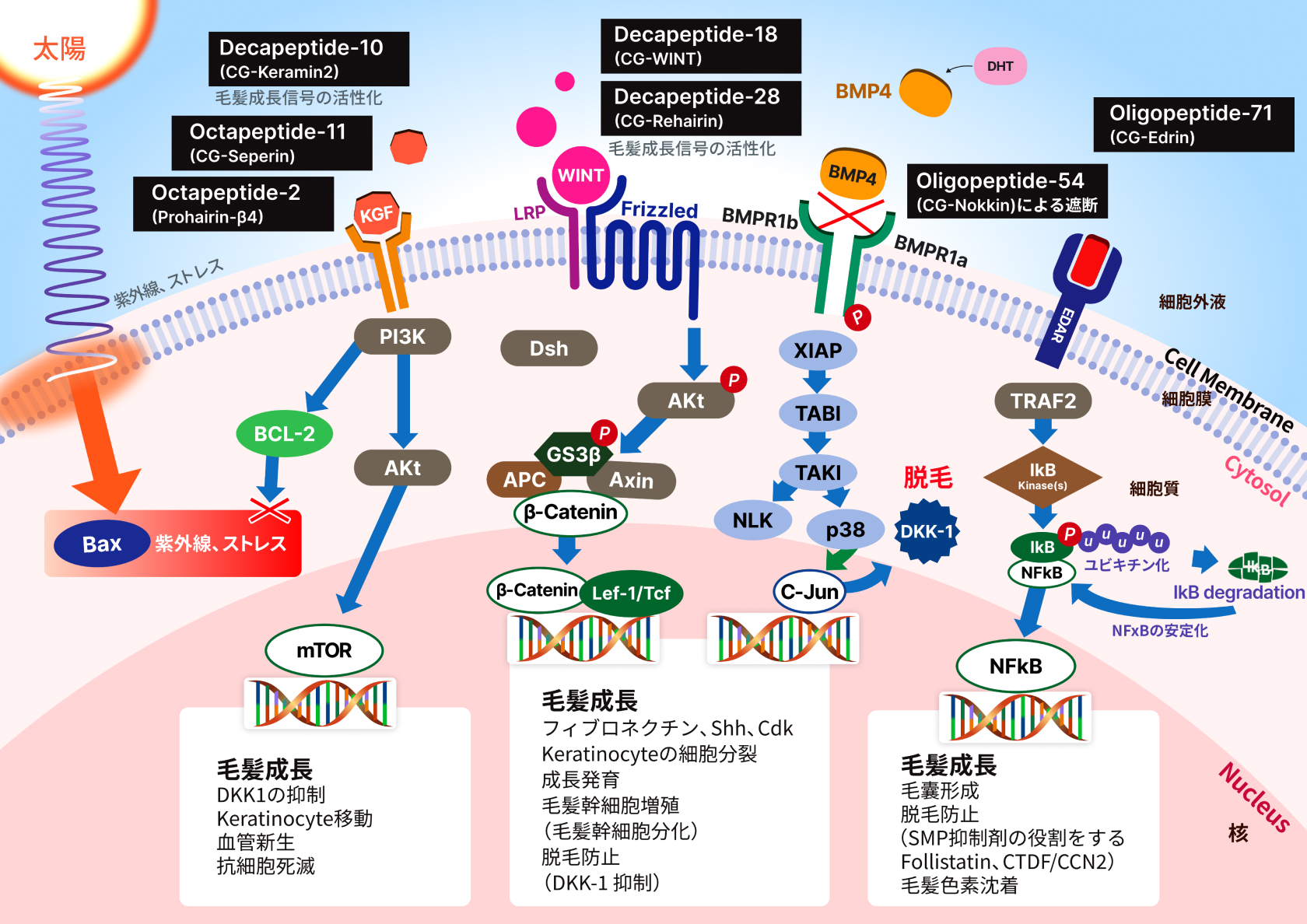 DR. CYJヘアフィラーの有効成分「 7種の発毛ペプチド複合体」