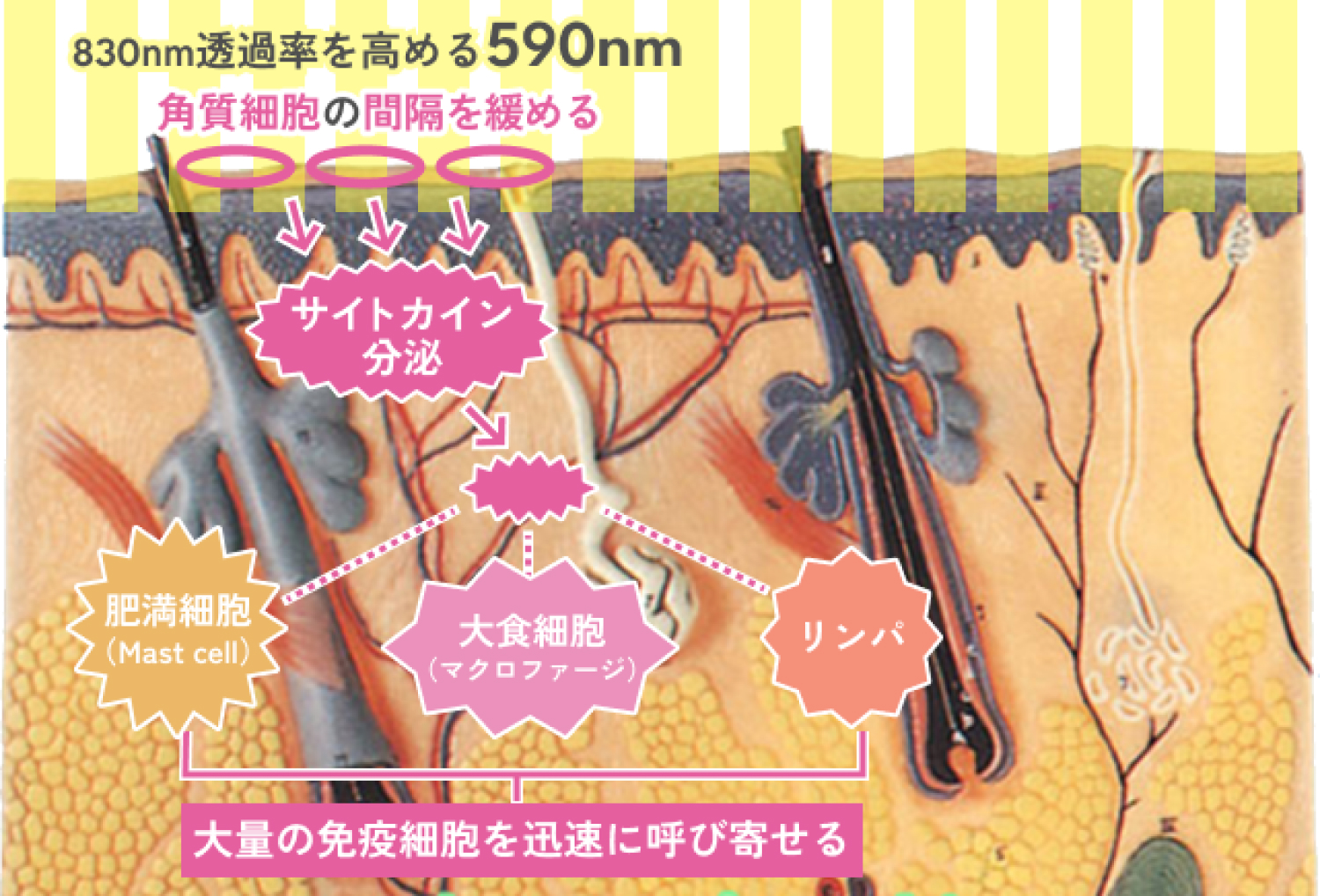 590nmから830nmへ 世界初の連続照射システム